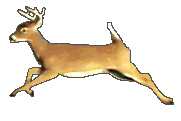 deer running